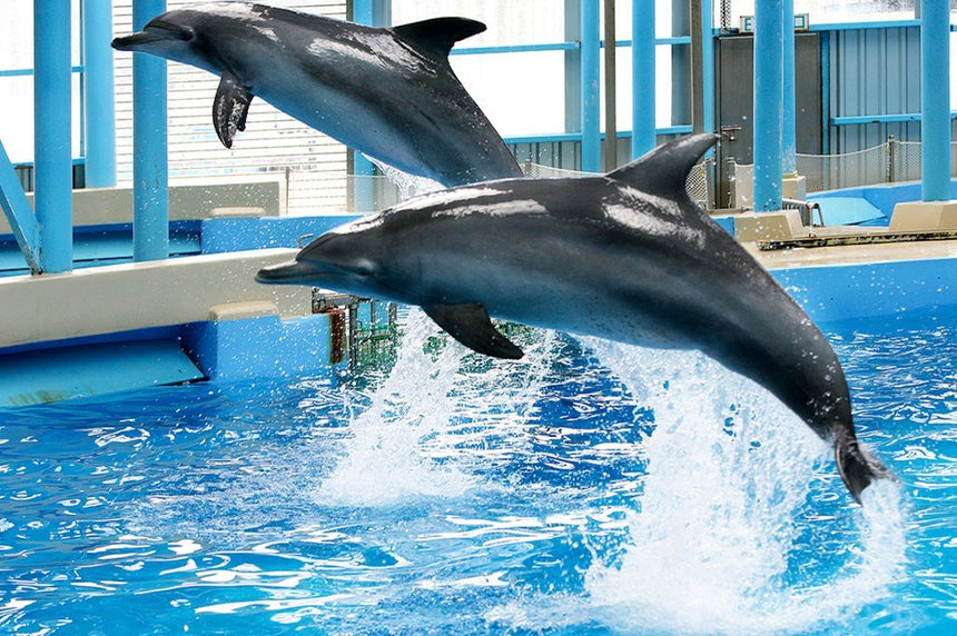 海洋公園結束「海洋劇場」；海豚表演和海獅表演。